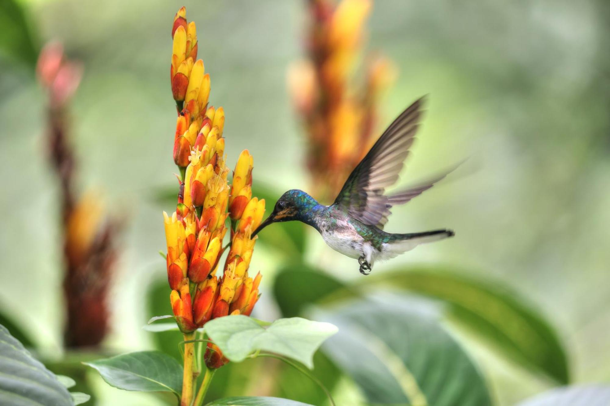 Hadco Experiences At Asa Wright Nature Centre Blanchisseuse Екстер'єр фото
