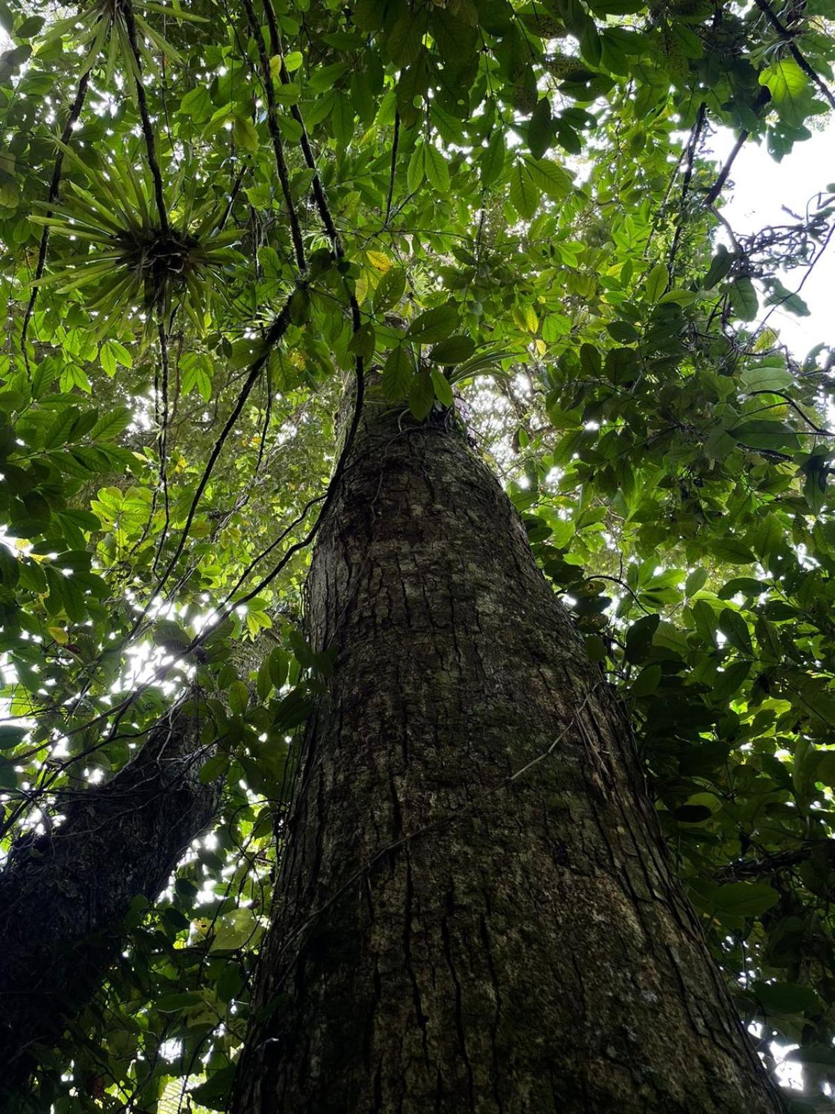 Hadco Experiences At Asa Wright Nature Centre Blanchisseuse Екстер'єр фото