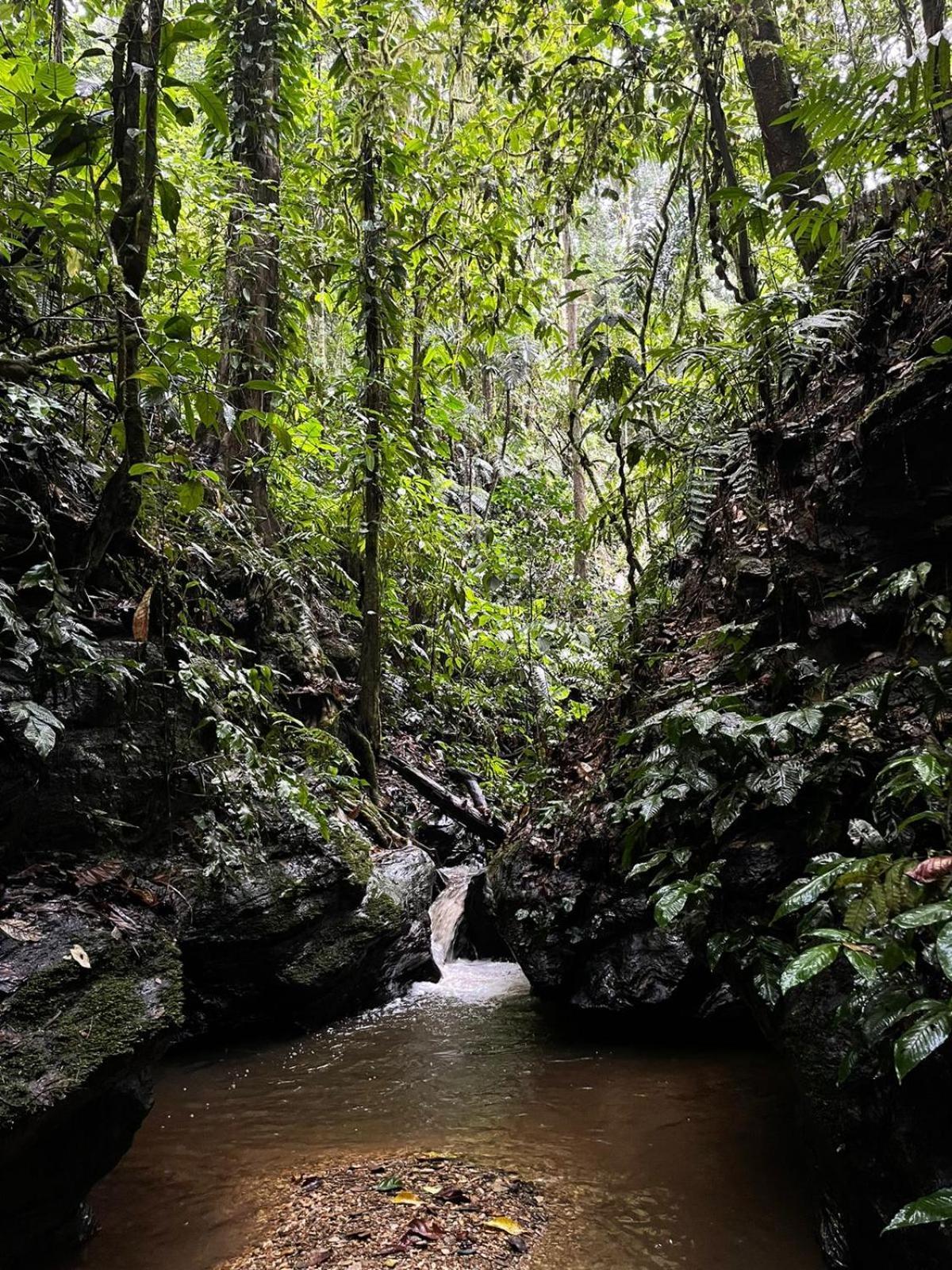 Hadco Experiences At Asa Wright Nature Centre Blanchisseuse Екстер'єр фото